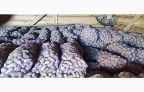 Товарний картопля Шаншай, Белороса та Коннект у продажу