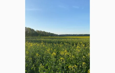Продам мед рапса 2025 года