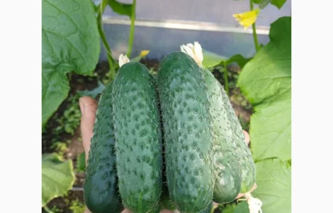 Олександрівский огурец