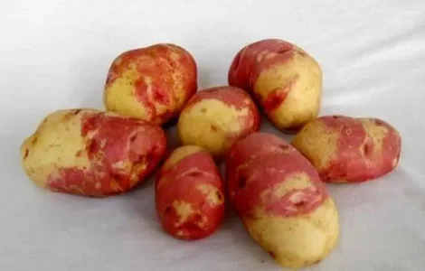 Картофель Пикассо