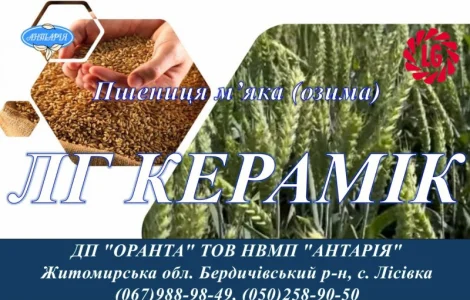 Насіння озимої пшениці ЛГ КЕРАМІК на продаж