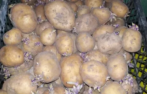 Картопля сорту Рів'єра на посадку