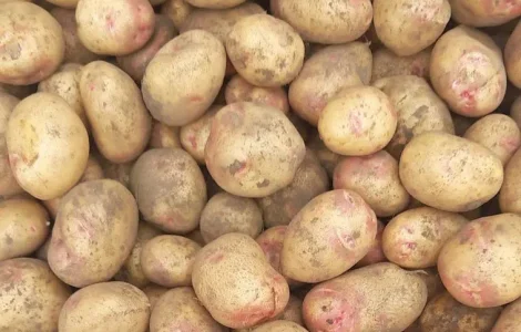 Картопля насіння раннього сорту сорокаденка