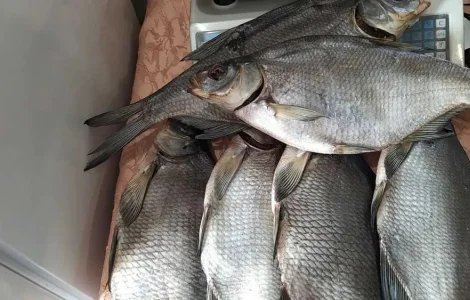 Сушена риба (густіра, лящ, підлящ, карась)