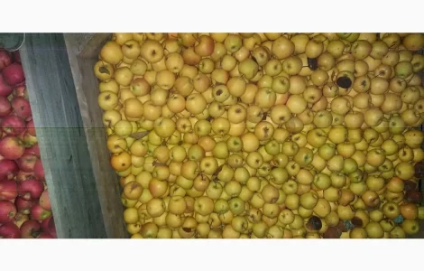 Свежие яблоки сорта Голден оптом