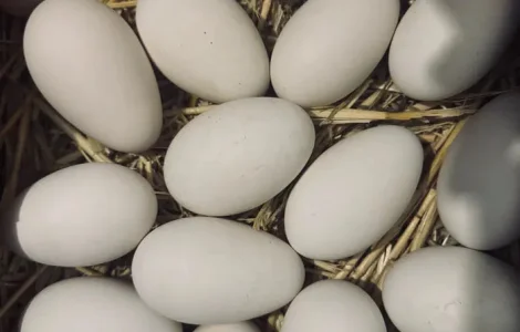 Інкубаційні яйця гуски