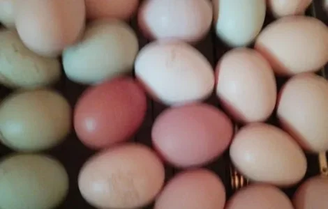 Инкубационное яйцо Микс куриное