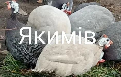 Инкубационные яйца цесарок