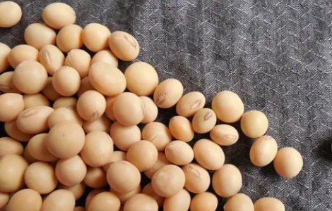 Куплю сою ГМО от 100 тонн в Тернополе