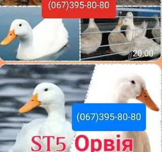 Куры на ЯЙЦО,Цыплята,Утки,Гуси,Индюшата