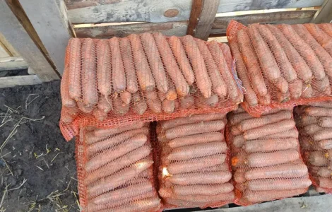 Продам хорошую морковь на переработку