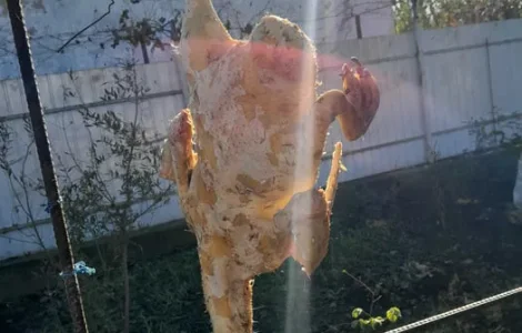Продам м'ясо качки домашня без гмо