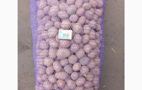 Продам мелкую посадку Мелоди