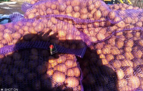 Продам картошку