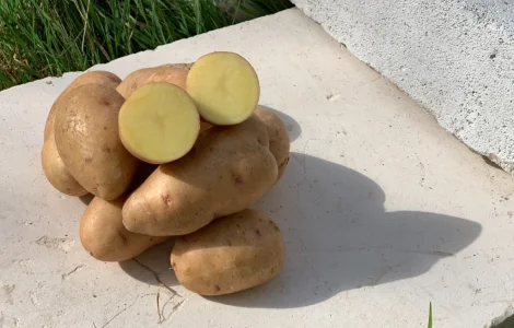 Продам семенной картофель сорт Княгиня (1 репродукция)