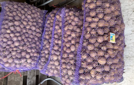 Продам посадкову картоплю