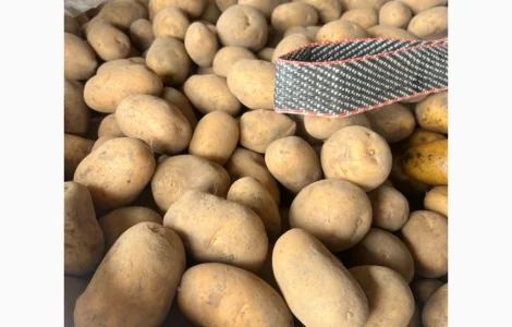 Продам картофель товарный из Польши