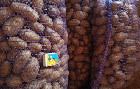 Картофель оптом товарный и семена сорта Гранада