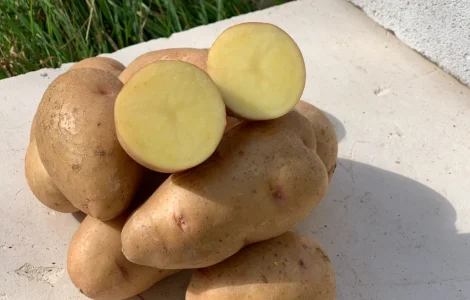 Картофель товарный сорта Княгиня оптом