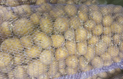 Продам семенной картофель сорта Ривьера