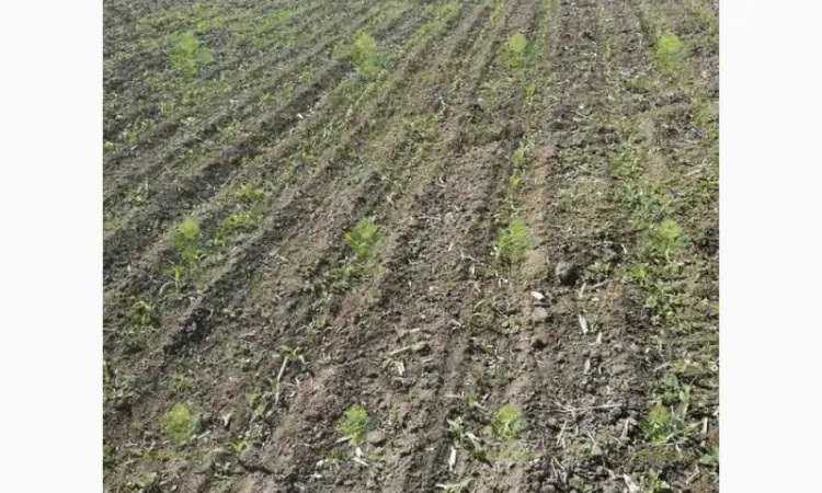 Verti-till турбокультиватор green wave 5, 2 - фото № 1