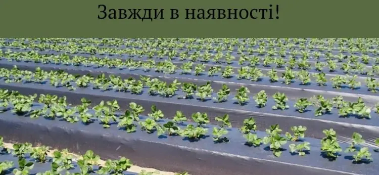 Мульчуюча плівка - фото № 1