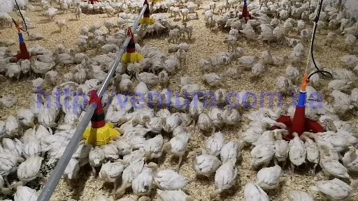 Оборудование для птичников - фото № 2