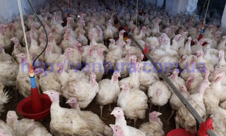 Оборудование для птичников - фото № 3