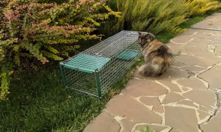 Живоловушка на кота. Метровая живоловка. Котоловка c педалью. Суперкотоловушка - фото № 7