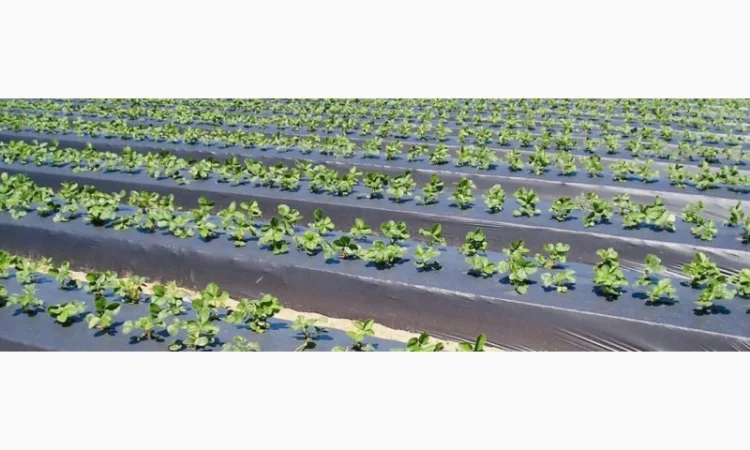 Мульчуюча плівка Vatan Plastik - фото № 1