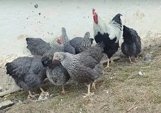 Яйце на інкубацію від породистих курей. Плімутрок білий, золото, срібло - фото № 4