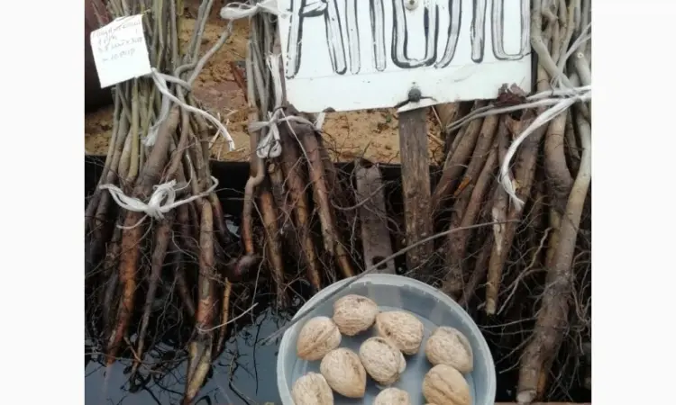 Продам саджанці грецького горіха - фото № 2