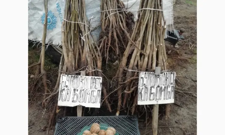 Продам саджанці грецького горіха - фото № 11