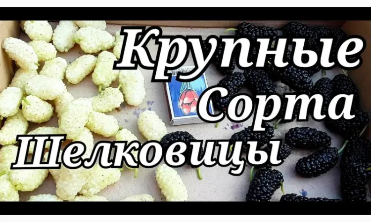 Шелковица черенки огромная: черная - фото № 1