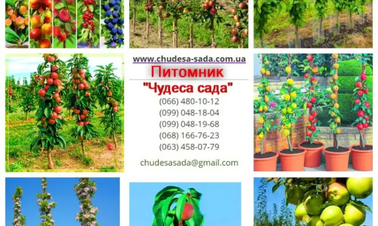 Колоновидные деревья слива - фото № 1