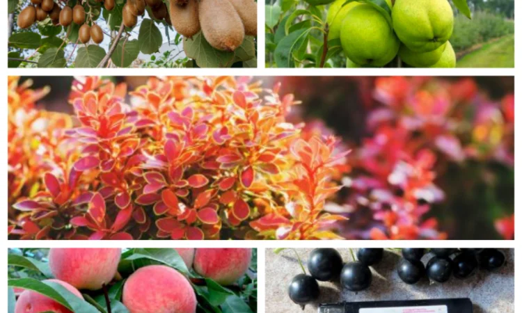 Саженцы яблони - качественные и надежные - фото № 1