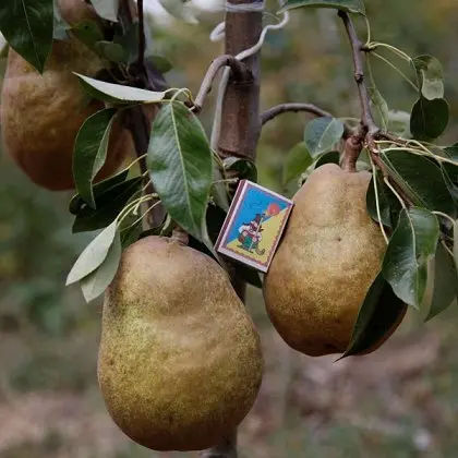 Питомник "Агродиво" реализует собственную продукцию более 900 сортов - фото № 9
