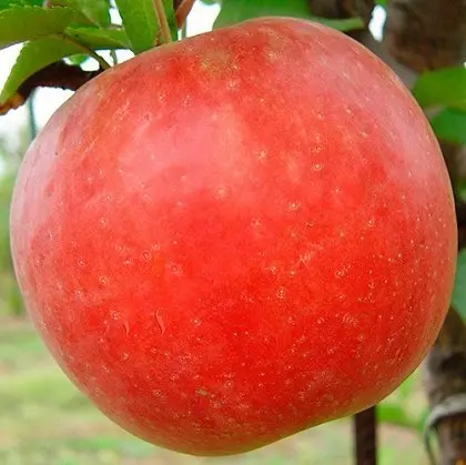 Питомник "Агродиво" реализует собственную продукцию более 900 сортов - фото № 8
