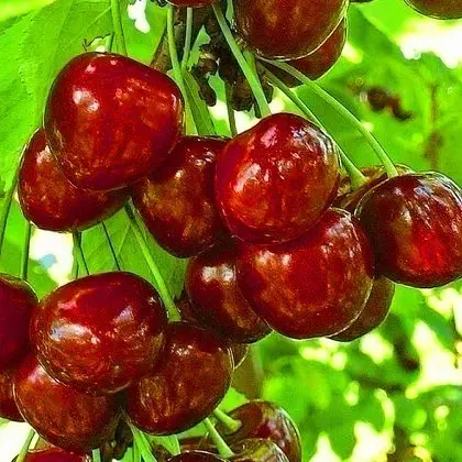 Питомник "Агродиво" реализует собственную продукцию более 900 сортов - фото № 7