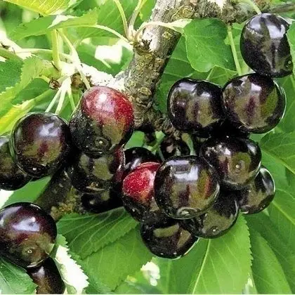 Питомник "Агродиво" реализует собственную продукцию более 900 сортов - фото № 6