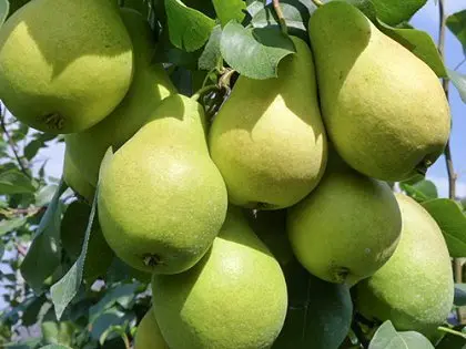 Питомник "Агродиво" реализует собственную продукцию более 900 сортов - фото № 11
