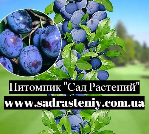 Саджанці нових сортів на низькорослих підщепах оптом і в роздріб - фото № 1