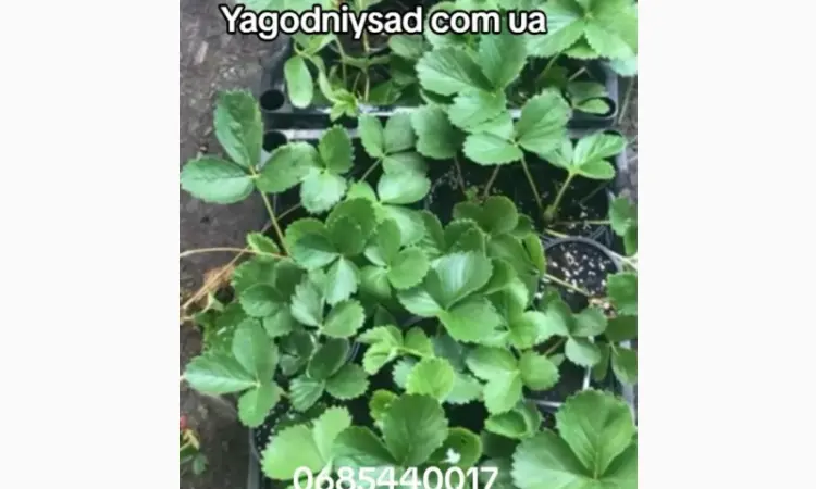 Продам саджанці полуниці 75 сортів - фото № 1