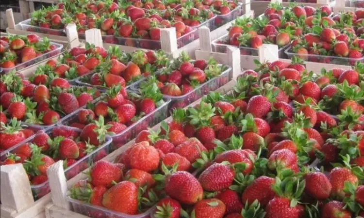 Полуниця Полка (Polka Strawberry) саджанці полуниці Фріго - фото № 1