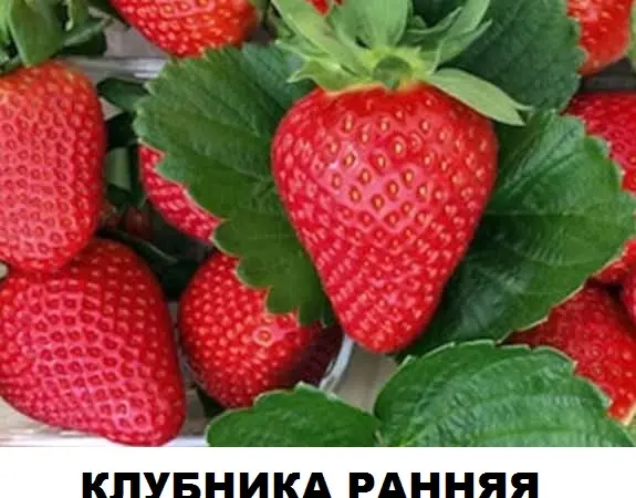 Продам саджанці полуниці садової сорт "Квікі" - фото № 1