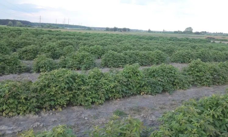 Продаю саджанці малини літньої та ремонтантної оптом та в розбріб - фото № 1