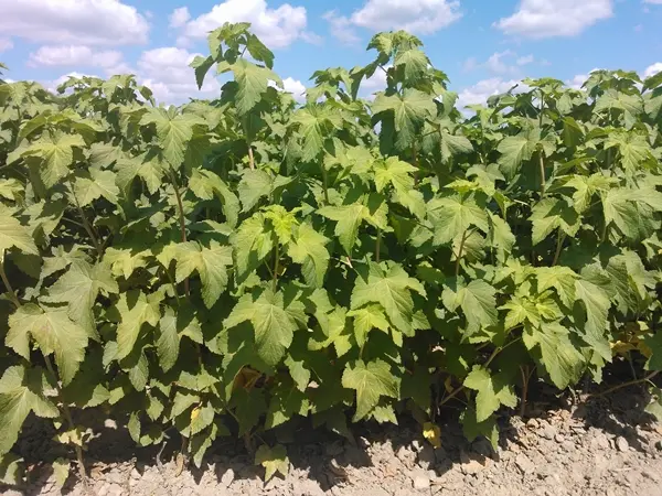 Продам ліцензійні саджанці чорної смородини польських сортів - фото № 2
