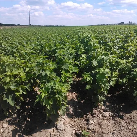 Продам ліцензійні саджанці чорної смородини польських сортів - фото № 3