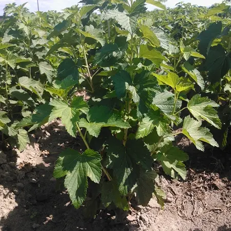Продам ліцензійні саджанці чорної смородини польських сортів - фото № 4