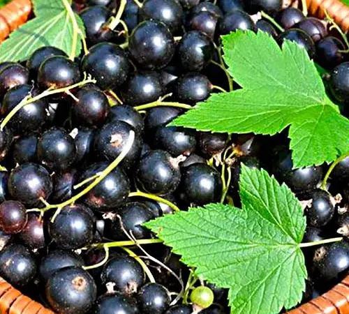 Саджанці червоної смородини - фото № 9